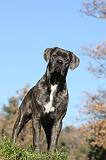 CANE CORSO 977